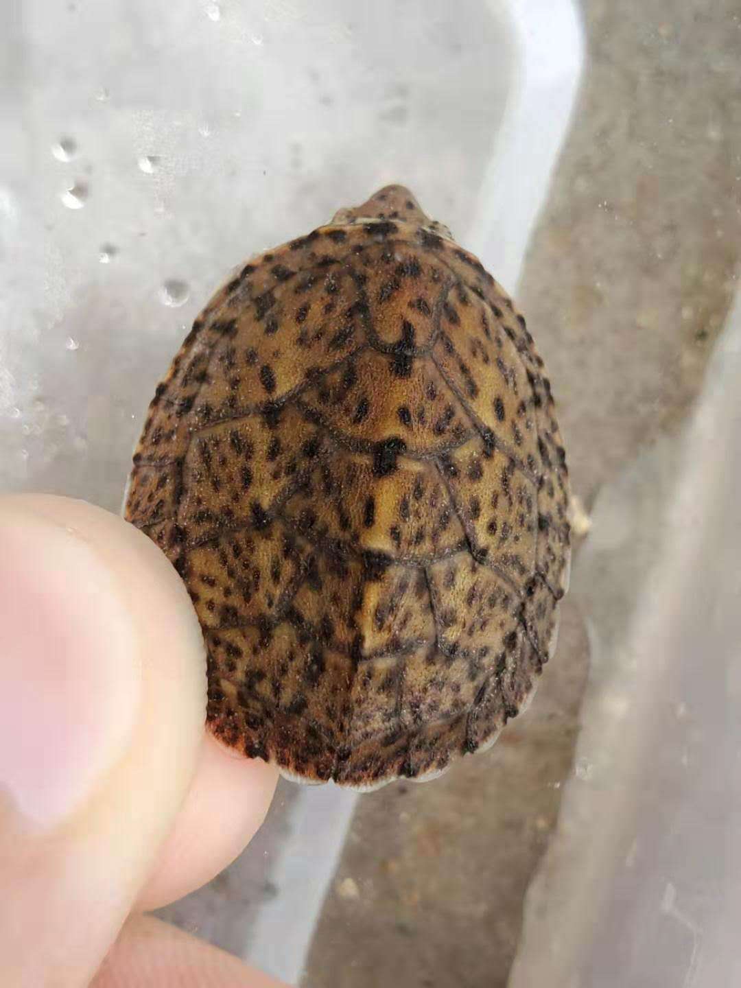 末末巨头蛋龟虎纹欧泽深水宠物观赏龟