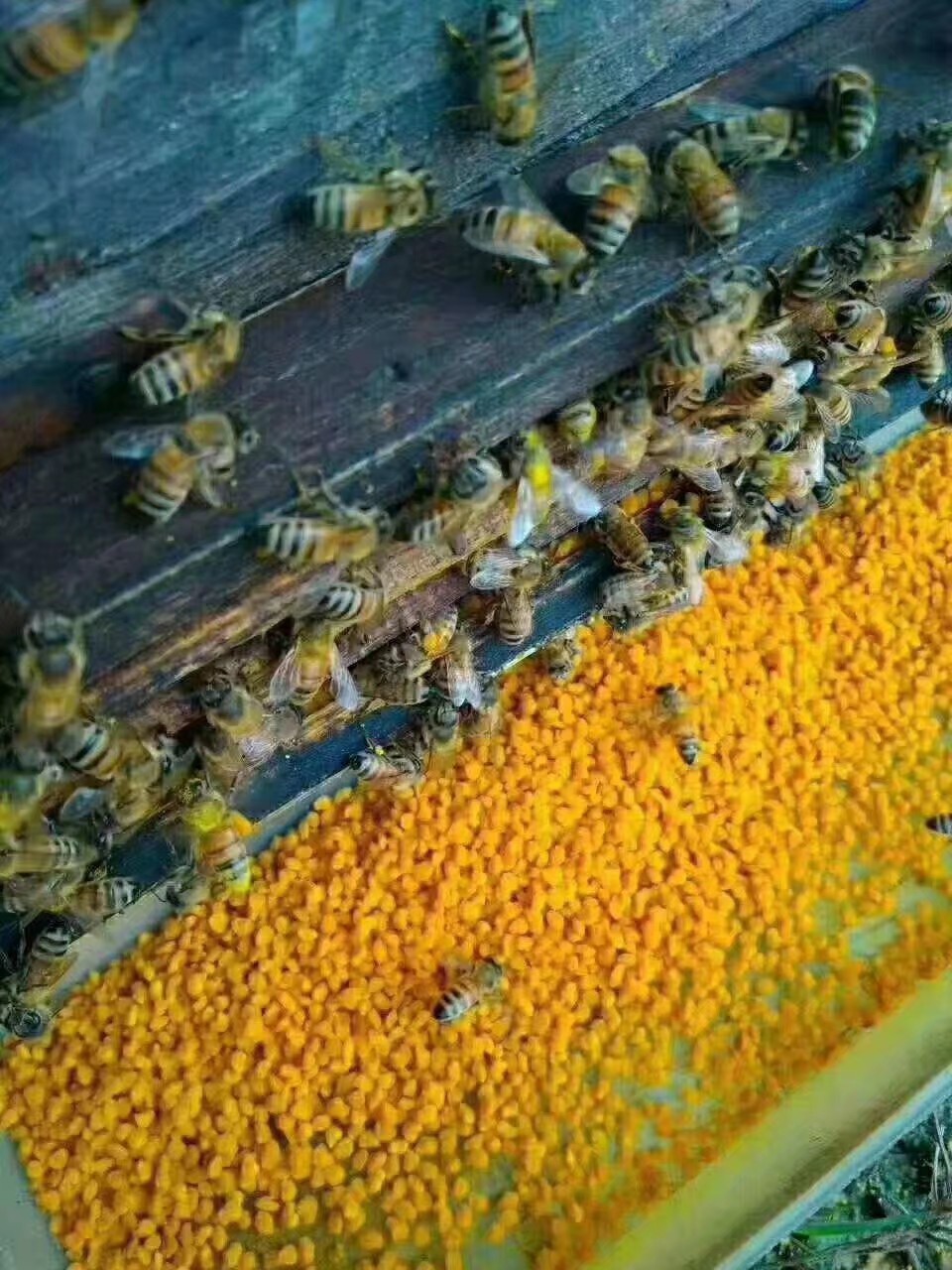 官宣纯正天然荷花蜂花粉土蜂蜜自产食用蜂巢蜜特产直销野生农家蜜