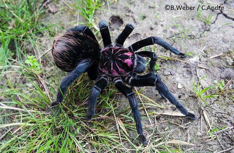 哥伦比亚1112大型高端公母厘米足展梦幻蜘蛛宠物蜘蛛