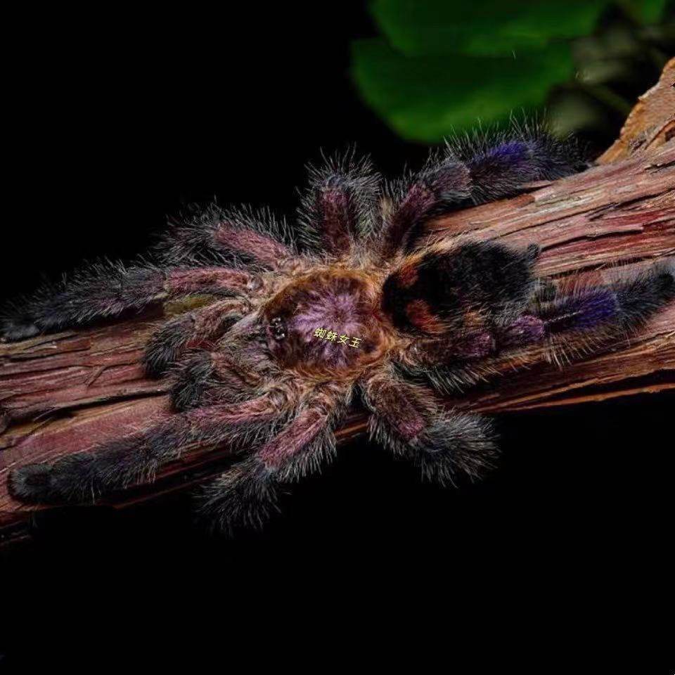 粉趾蜘蛛蜘蛛女女王哥伦伦比亚紫高端足展厘米蜘蛛