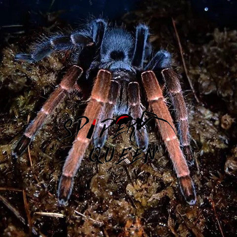 蜘蛛蜘蛛女女王印尼尼龙目粗腿足1012厘米公母蜘蛛