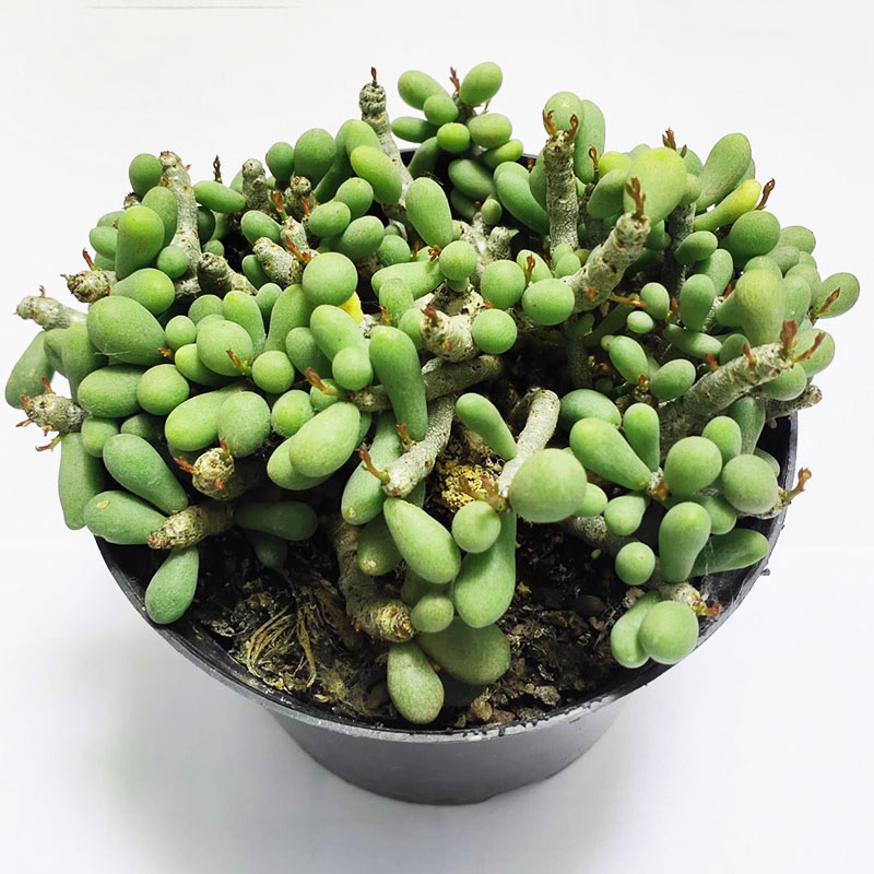 群卵多头头小老桩多肉植物稀缺品种阳台办公桌多肉植物