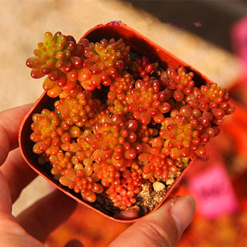 群生多颗彩色红色浆果锦多植物盆栽果酱酱肉多肉植物