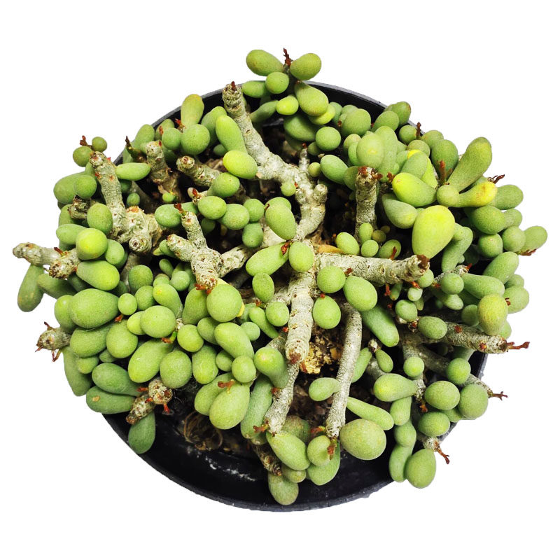 群卵多头头小老桩多肉植物稀缺品种阳台办公桌多肉植物