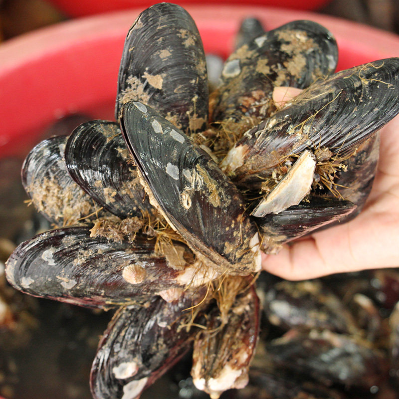舟山海鲜野生淡菜鲜活口贝贻贝海虹3斤装江浙沪青口贝