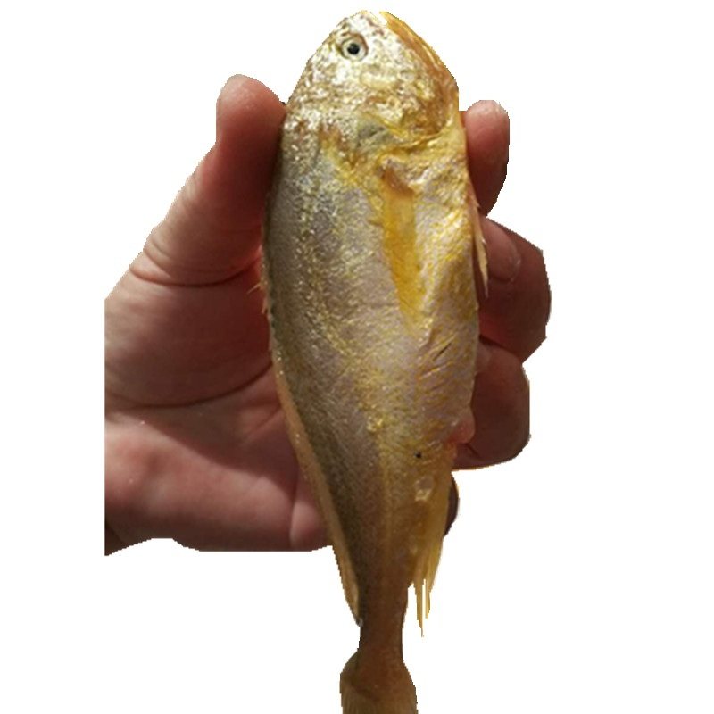 渔博士水产舟山海鲜新鲜大头梅童鱼小黄鱼梅子鱼黄花鱼黄梅鱼东海