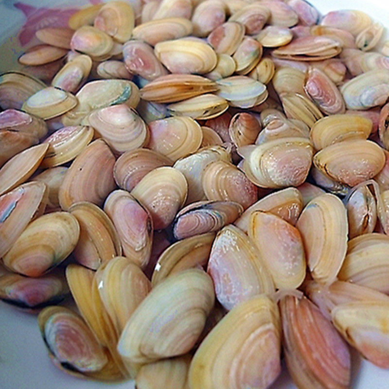 渔博士蛤肌蜊扁小蛤薄壳子白沙子瓜子海水产鲜活贝类制品