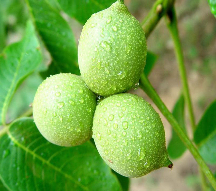 核桃仁赞皇薄皮核桃粒粒清香500克包邮美味核桃仁