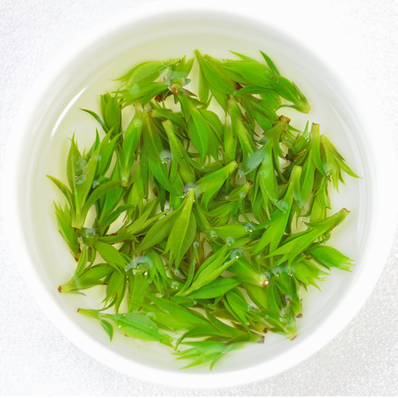 2018新茶包邮 四川米芽小叶苦丁茶 青山绿水茶 原产地500克