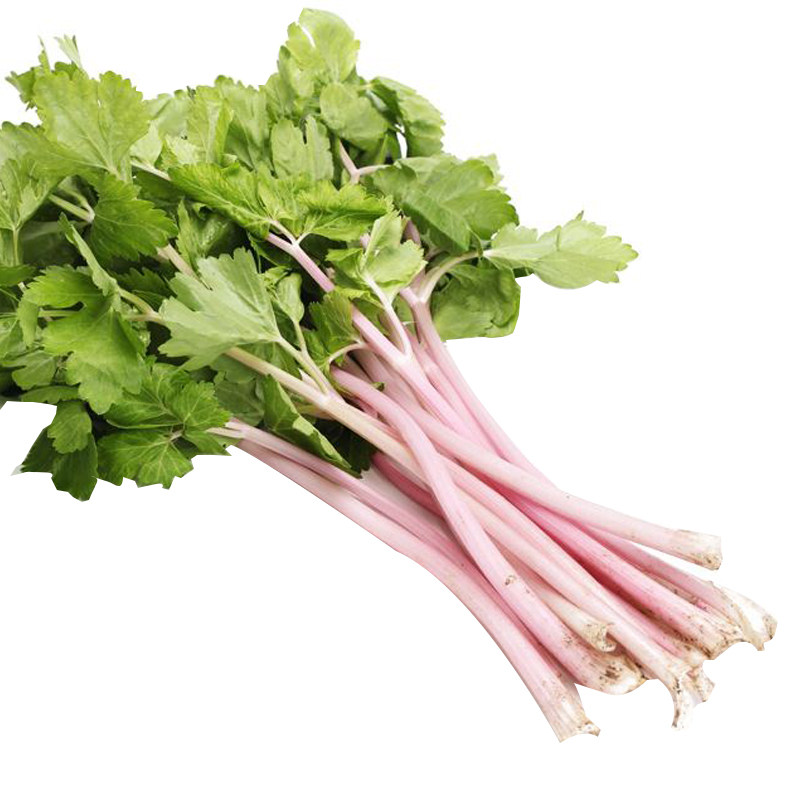 红芹菜种子特色紫红杆芹菜种子彩芹种籽芹菜特菜蔬菜种子四季包邮_双
