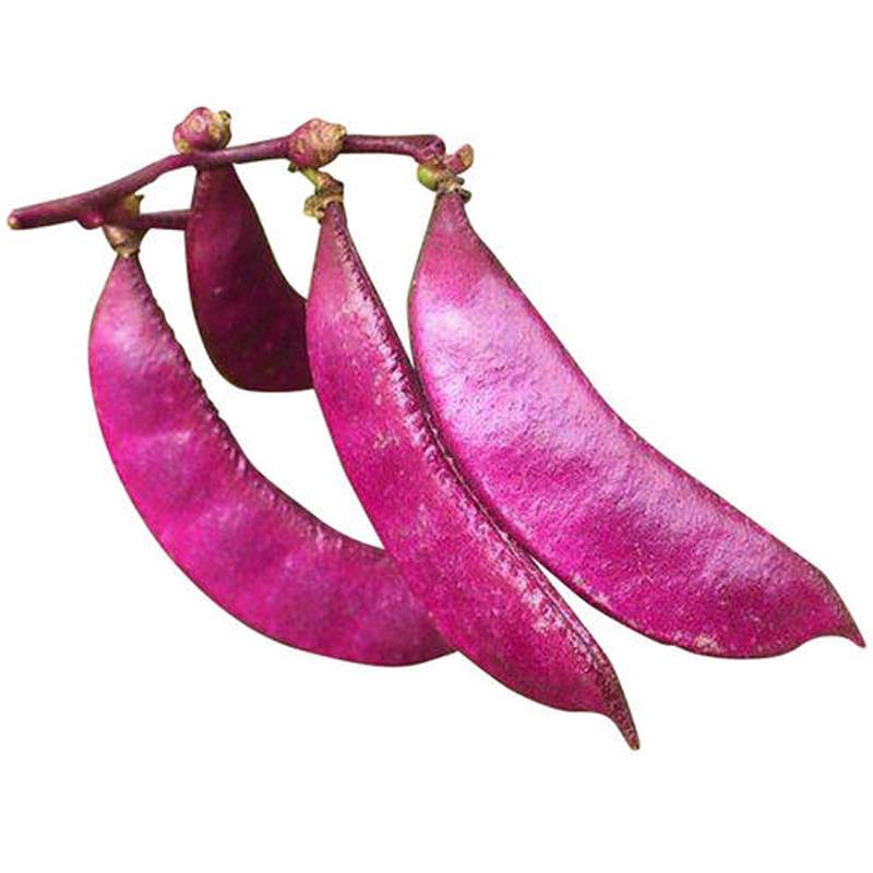 紫扁豆种子紫眉豆蔬菜种籽盆栽阳台扁豆种春季四季菜