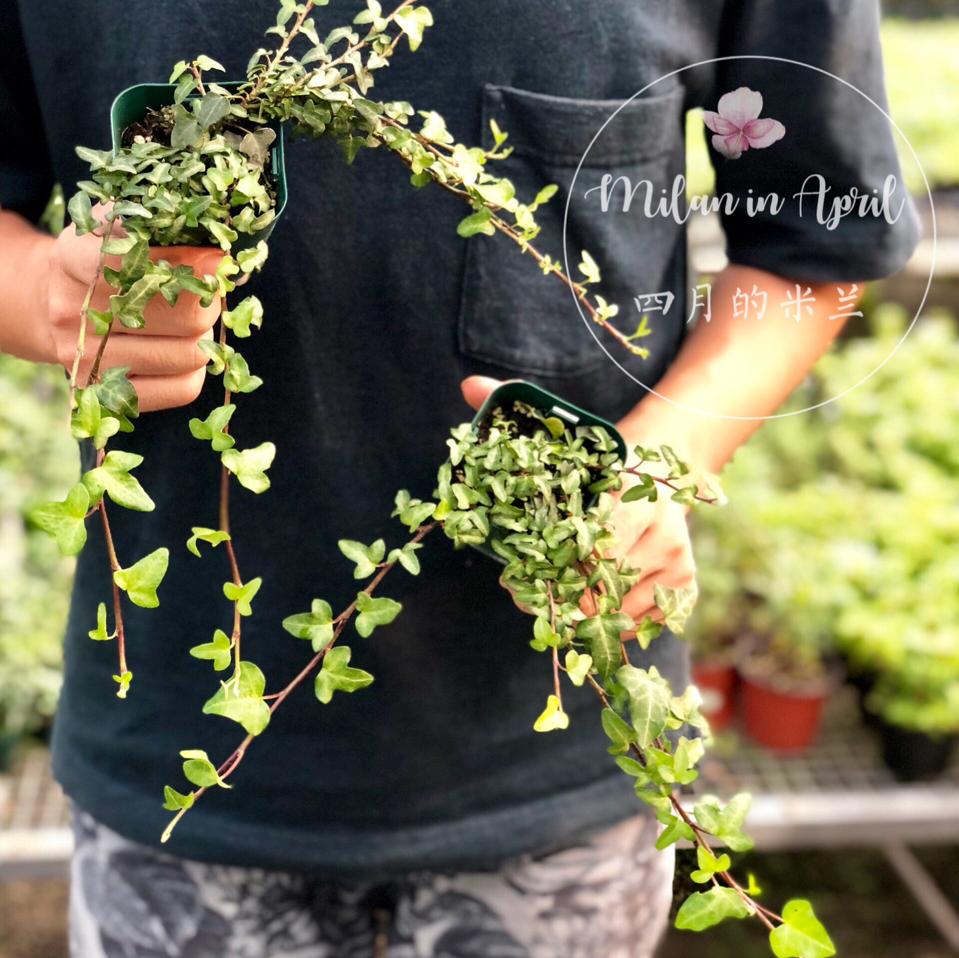 小叶常春藤斯佩利奇斯佩利奇耐寒耐热多年生垂吊室内绿植