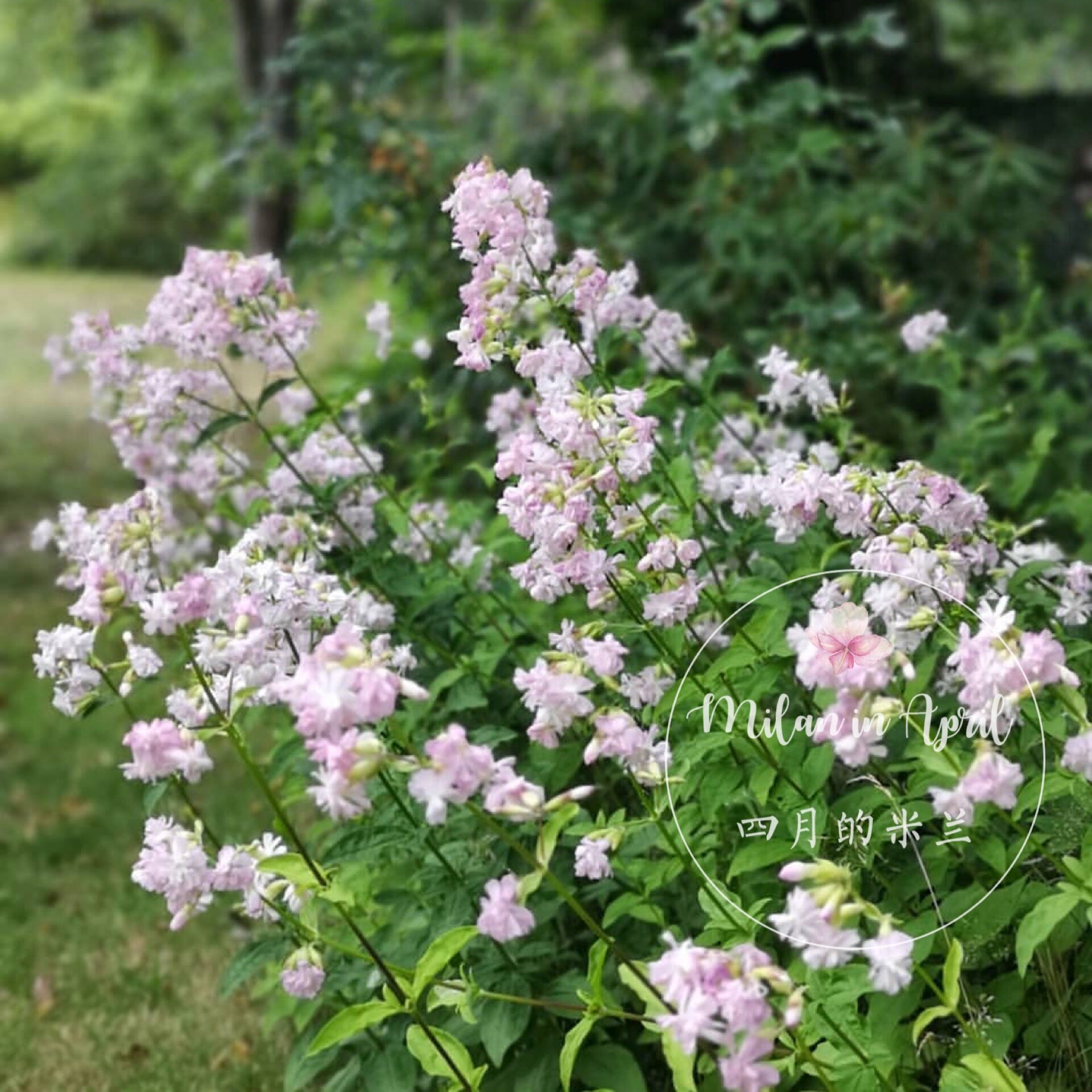 粉重瓣肥皂多年生石碱花耐热耐寒春季花园植物庭院时令草本花卉