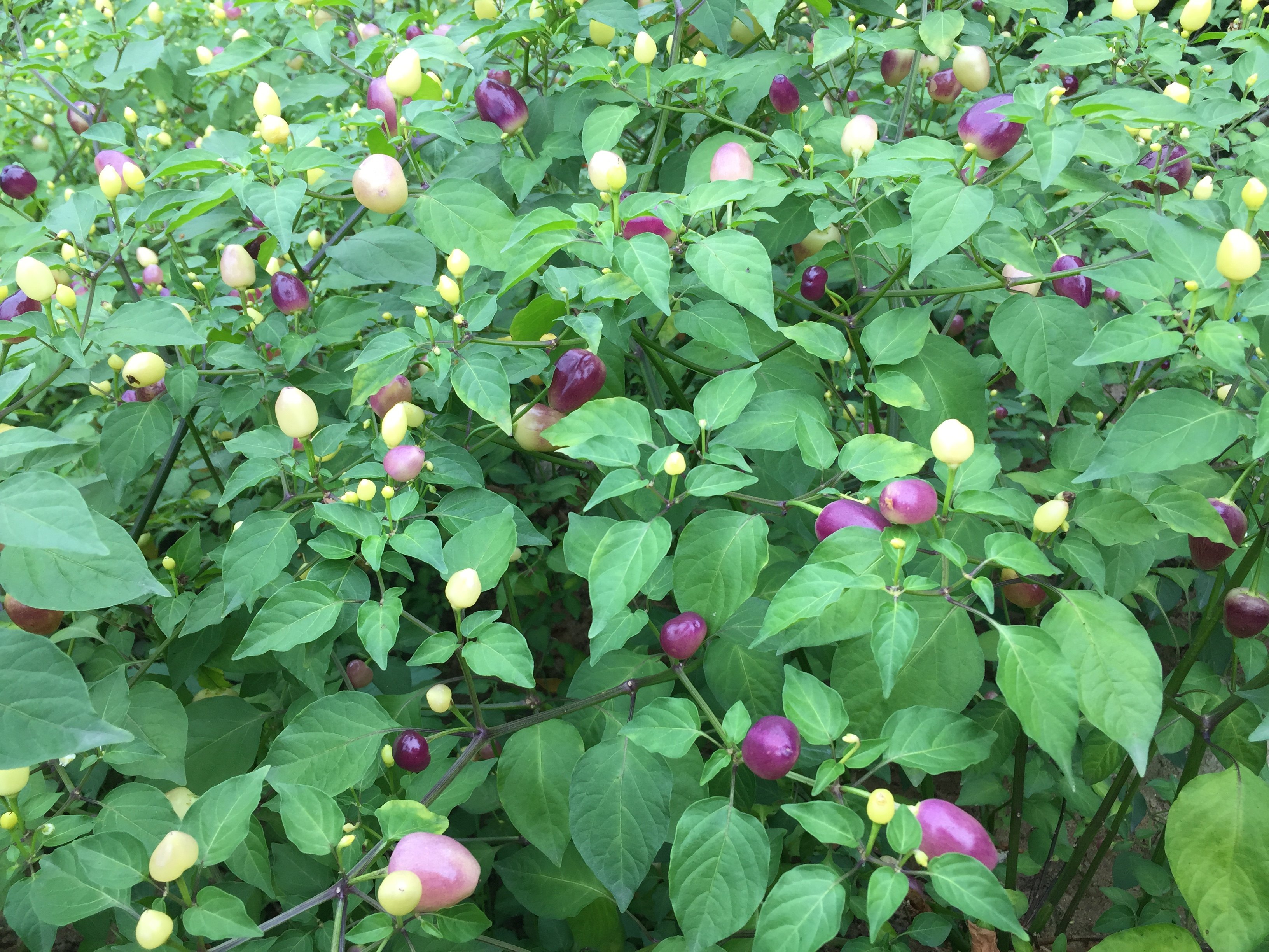 广西特产现摘五彩七彩椒泡灯笼珍珠辣椒新鲜辣椒