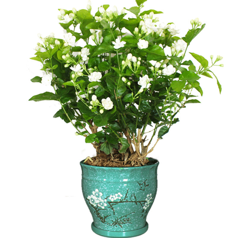 重瓣茉莉茉莉花花苗室外绿植阳台花卉盆栽四季时令草本花卉