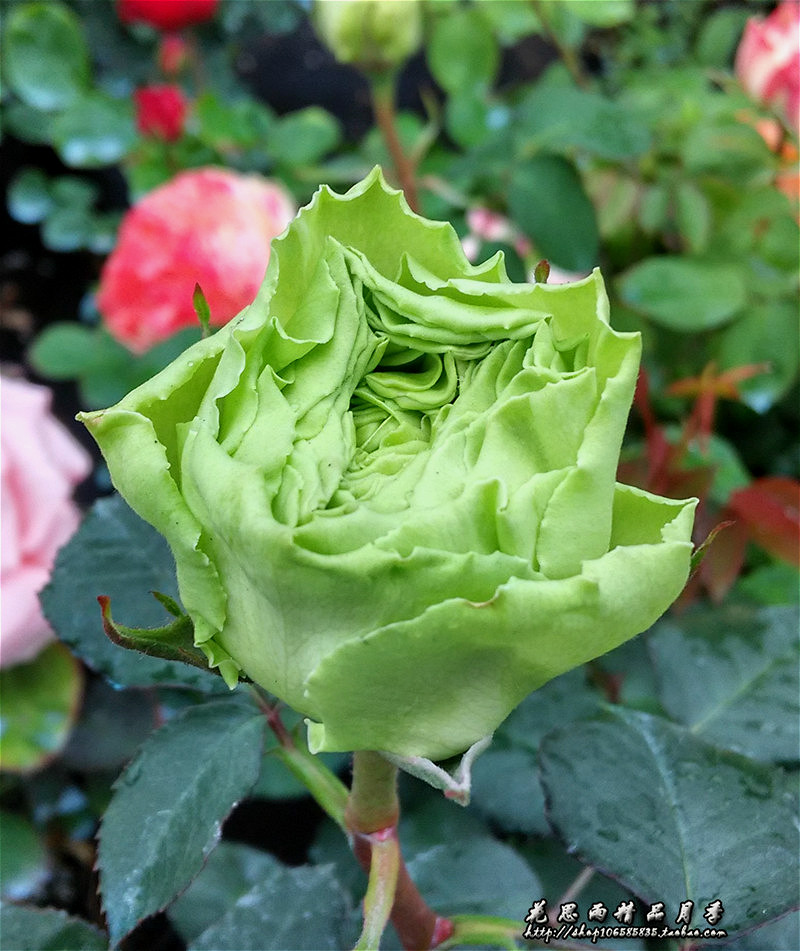 思雨日系新品切包绿色月季若菜wakana盆栽庭院时令草本花卉