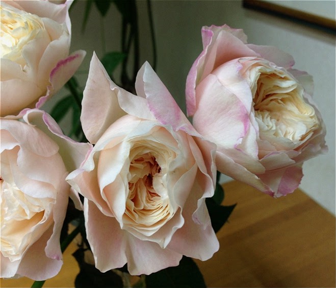 思雨美空月季日系新品欧月勤花抗病庭院绿植时令草本花卉