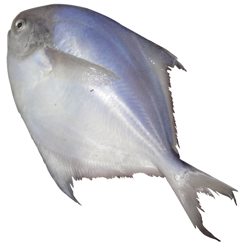 银鲳鱼新鲜鲜活冷冻青岛野生白鲳平鱼鳊鱼镜鱼小鲳鱼新鲜3斤包邮