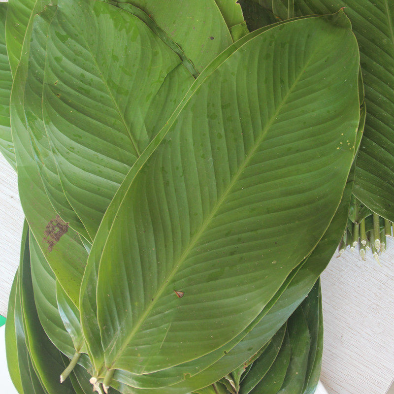 海南儋州新鲜采摘的大号粽叶冬叶包粽子叶现摘现发50片包邮非广西