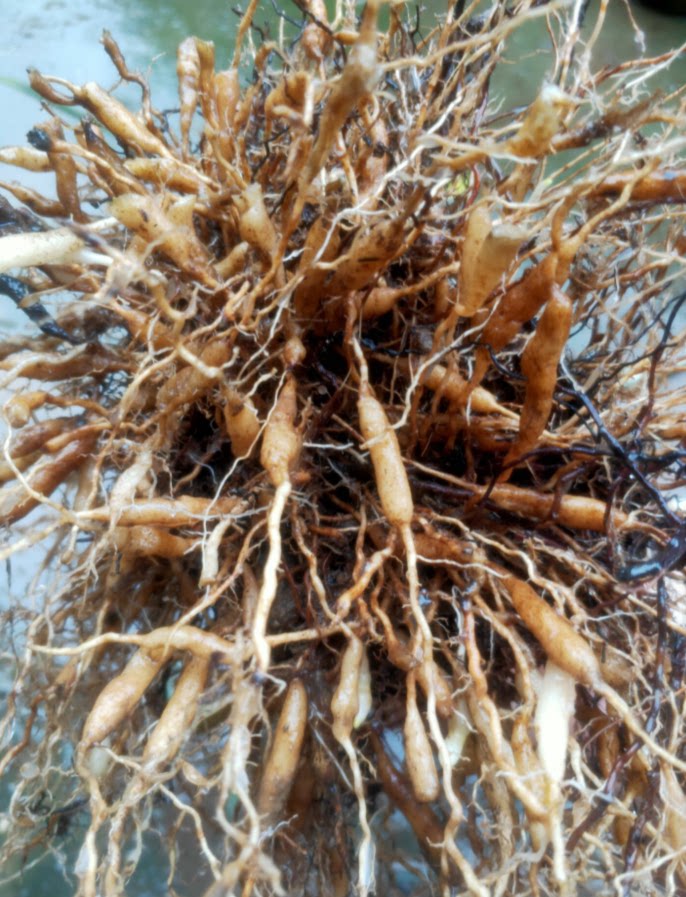 麦冬新鲜竹叶苗包骨子山鸡金鸡淡竹山麦中草药观叶