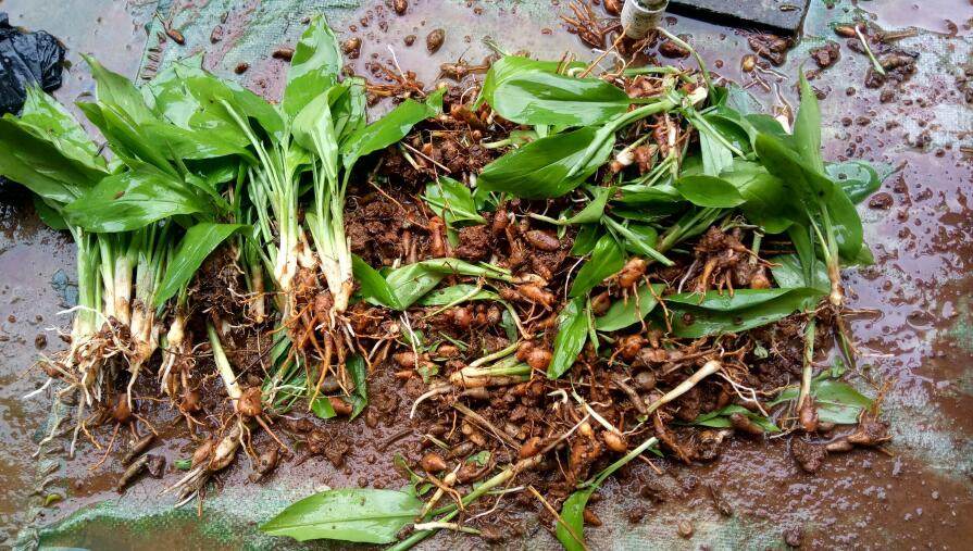 三七姜三七种苗包邮白三七姜叶田七竹叶姜七绿植