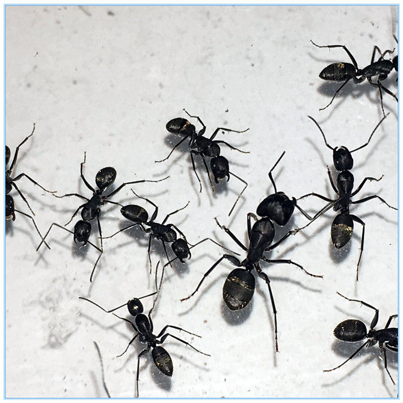 夜风之声活体宠物蚂蚁新手入门品种大体体型蚁后蚂蚁