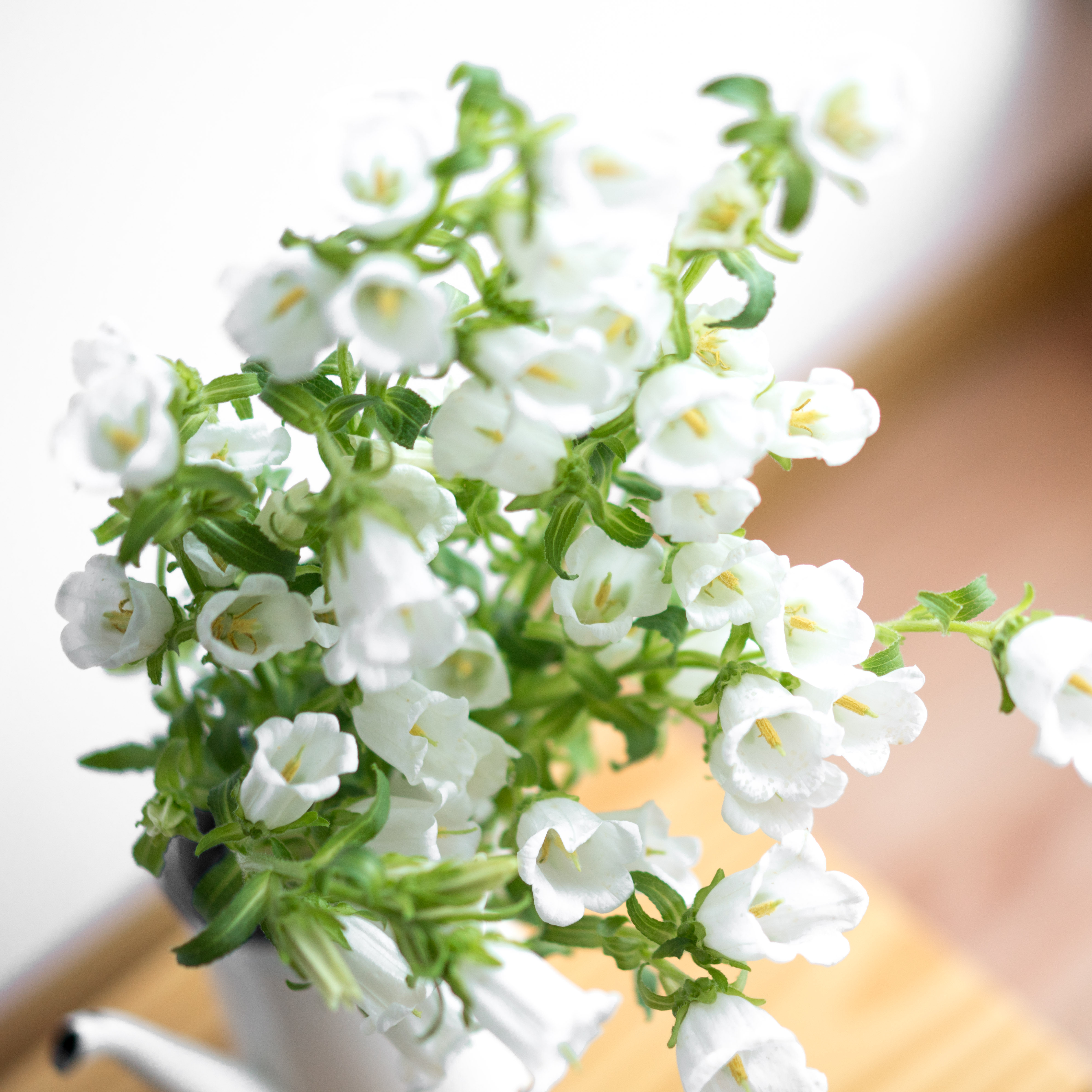 风铃花铃兰鲜切花水鲜花云南直发速递同城配送鲜花速递(同城)