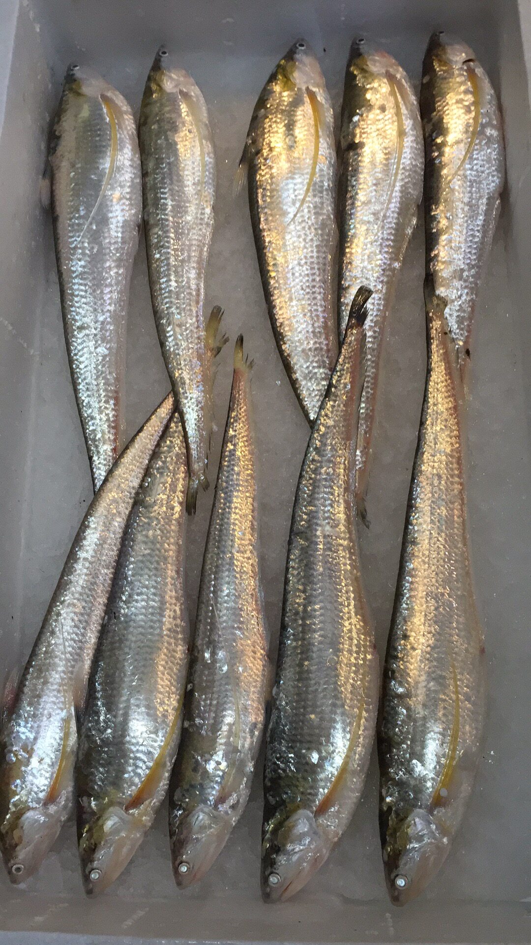 新鲜刀鱼2021年冰鲜凤尾鱼上海崇明淡水鱼类