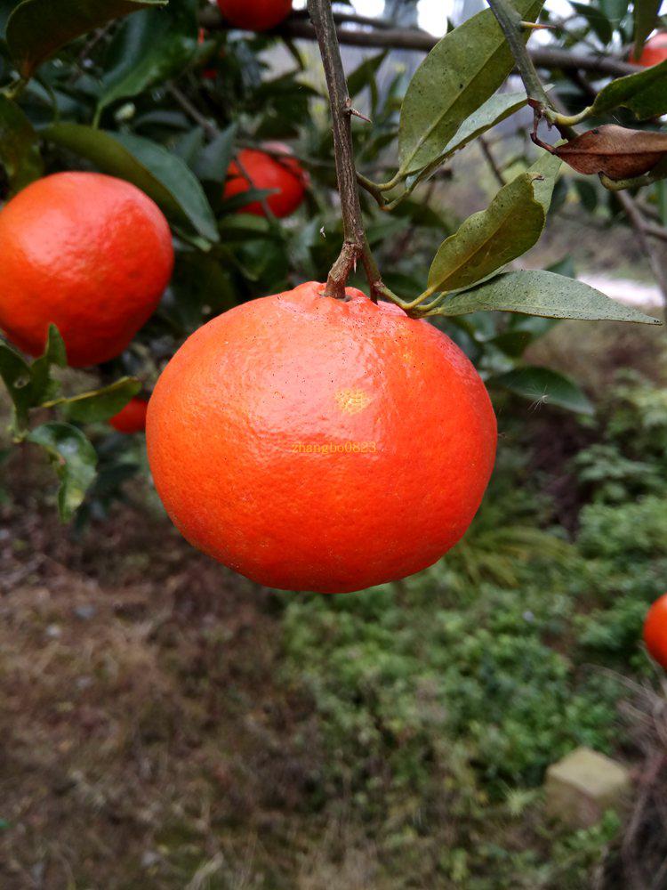 10斤四川资中红橘新鲜大红红袍红桔水果陈皮桔子
