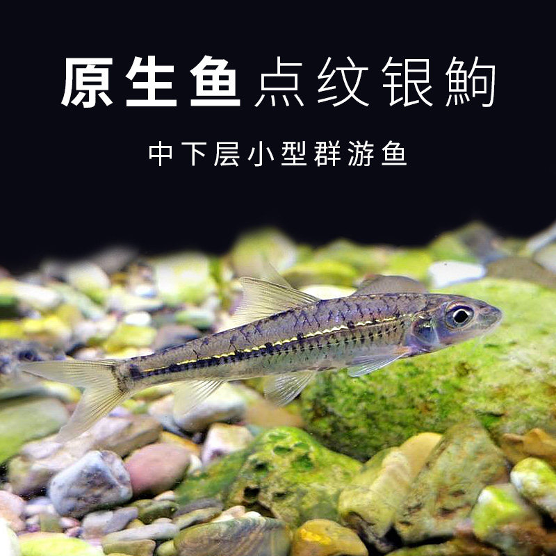 冷水鱼纹银鮈花点小鮈原生冷水鱼群中下层水族宠物鱼