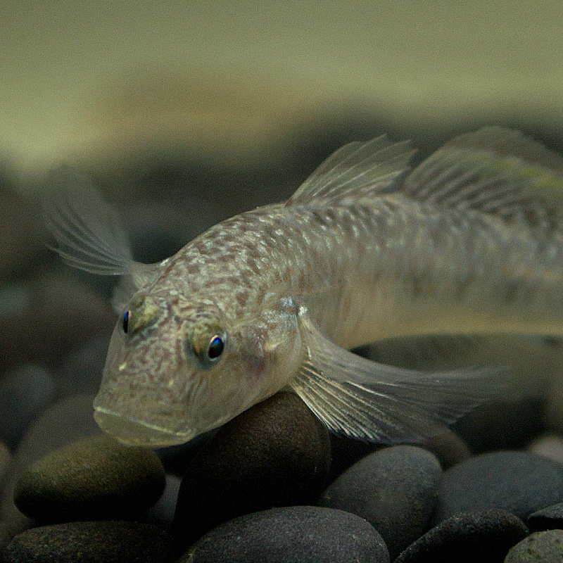 子陵吻虾李氏虎鱼冷水原生溪水小鱼观赏鱼水族鱼