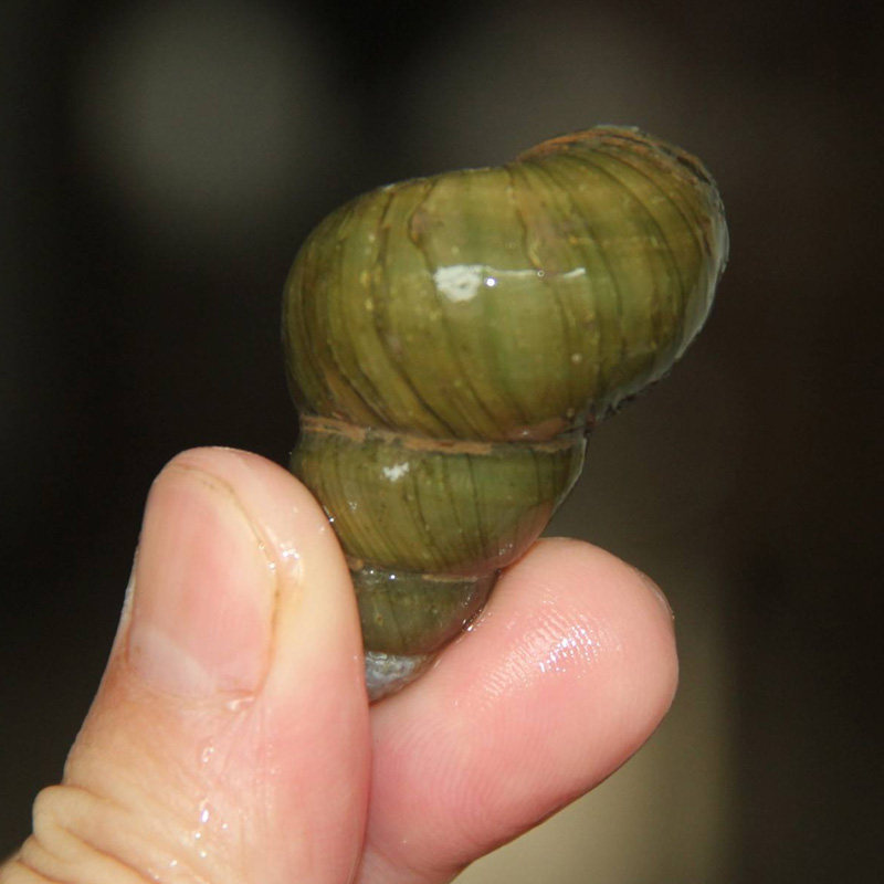 原生活体藻类垃圾粪便鱼缸淡水观赏螺