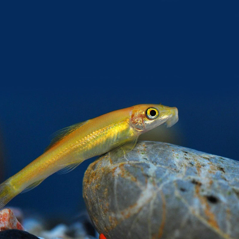 金苔鼠清道夫活体清洁清洁工工具鱼吃垃圾藻吃屎淡鱼
