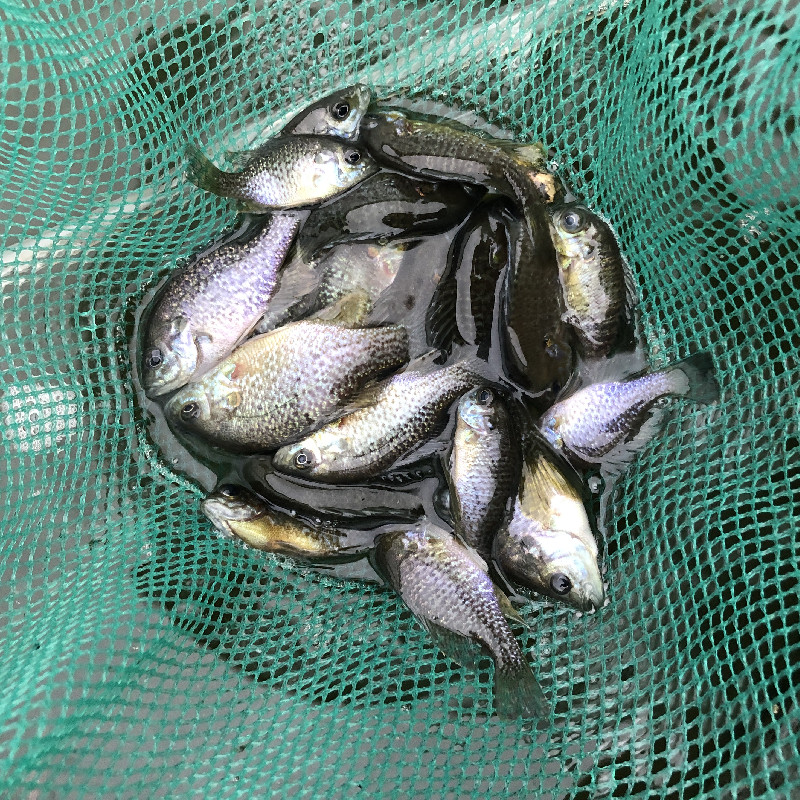 鱼苗太阳鱼太阳活体杂交观赏鱼人气蓝腮淡水淡水鱼鱼