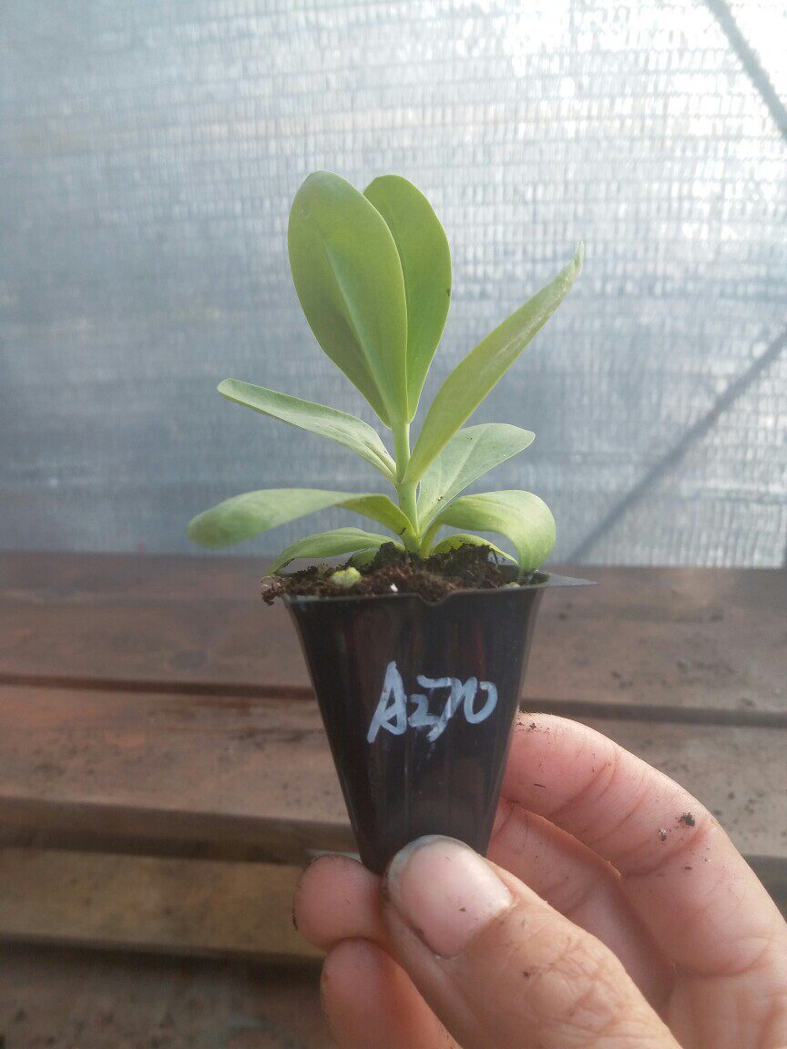 现货重瓣洋桔梗花苗切花庭院植物阳台花卉多年生耐寒耐热72穴苗