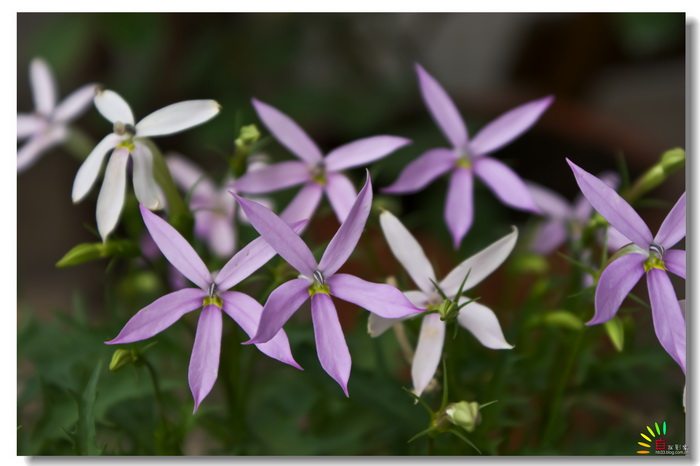 彩星花苗室外阳台花卉庭院植物四季开花多年生花卉