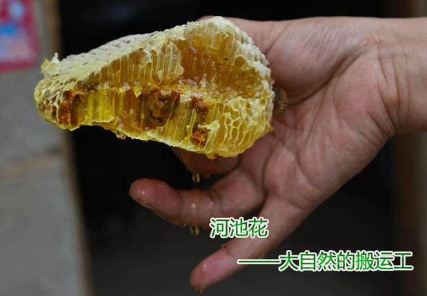甘肃徽县纯天然野生土蜂蜜农家自产无添加老巢蜜孕妇结晶百花蜜新