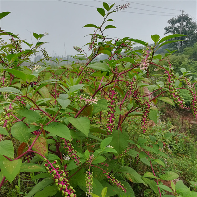 新鲜纯天然500克见肿消章柳根牛大黄山红人人参其他药食同源食品