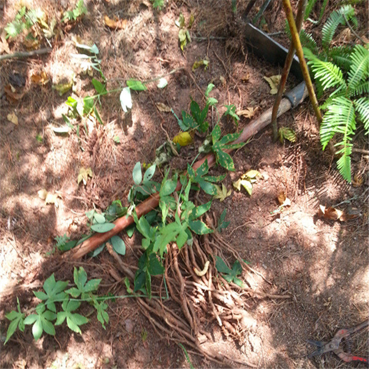 掌叶树莓根500克野生新鲜现挖牛奶果根角公莓根食用固肾精补肚