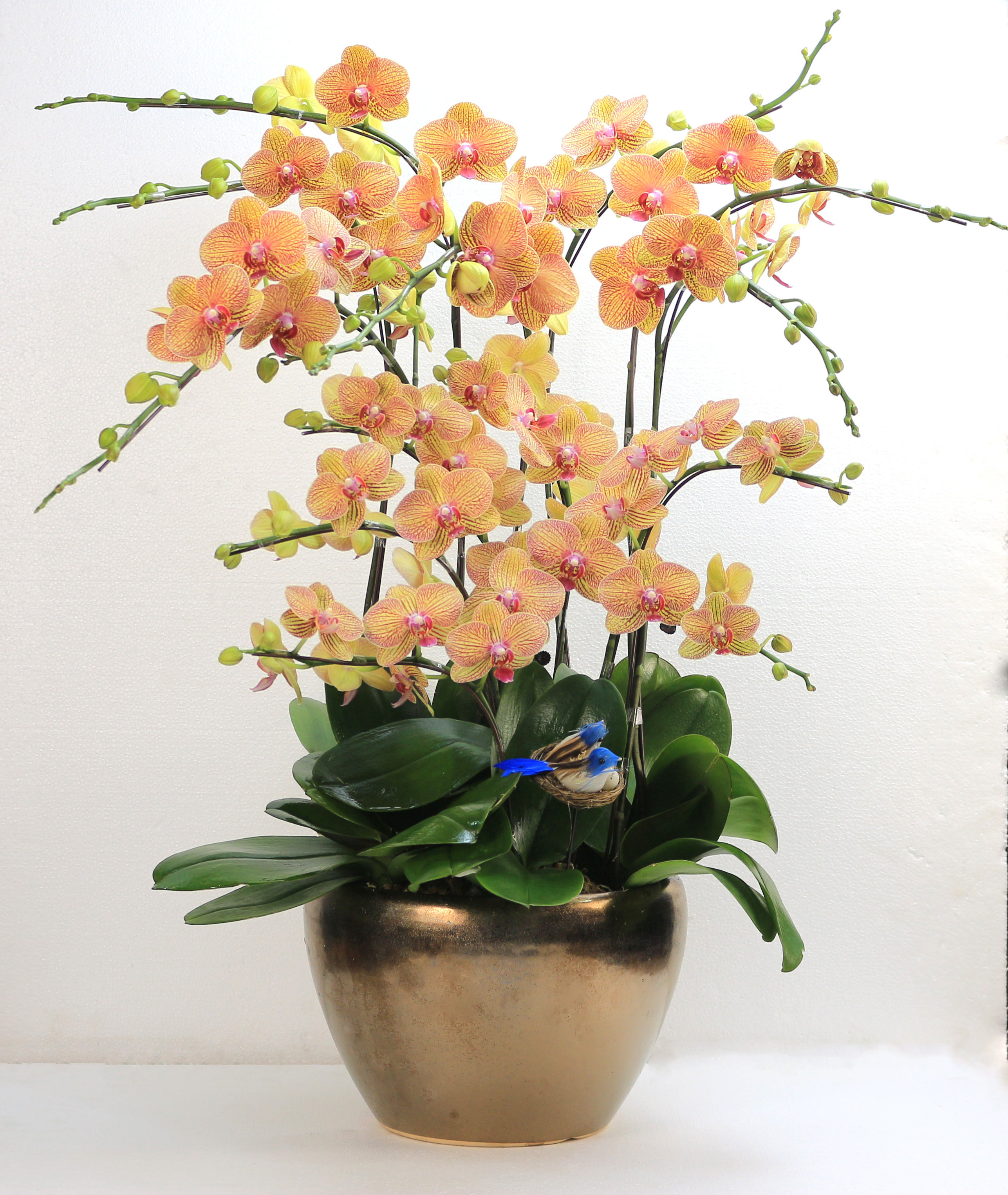 配送上海彩色蝴蝶兰家居室内盆栽开业乔迁生日时令草本花卉