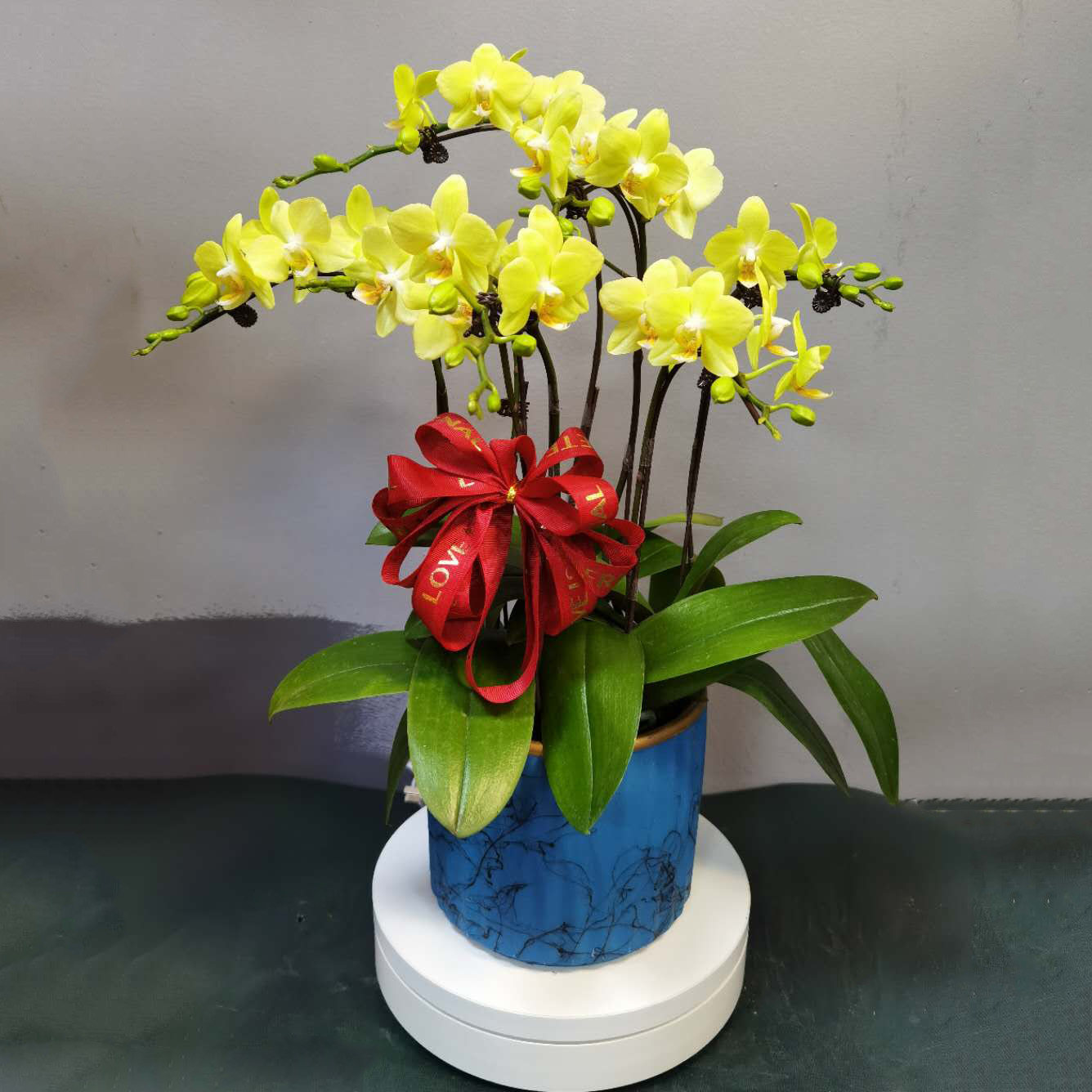 配送上海蝴蝶兰精品家居室内桌面盆栽办公室兰生时令草本花卉