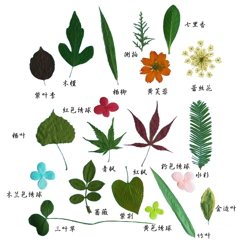 天然干花花草树叶植物标本幼儿园diy手工书签干花