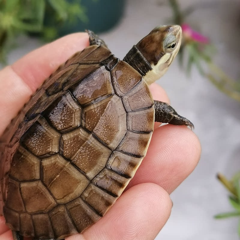 纯正黄喉拟水龟石金钱龟幼龟南石龟苗大龟越南乌龟龟