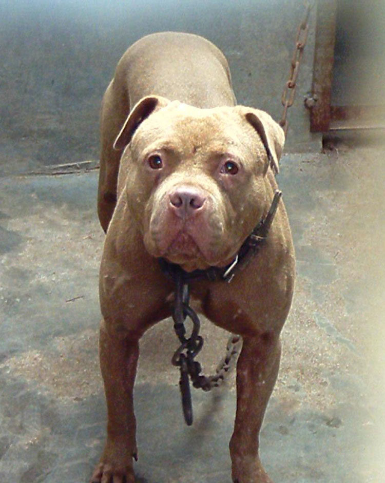 现代装饰画德国比特特犬凶猛狗狗精美图片相纸照片现代装饰画