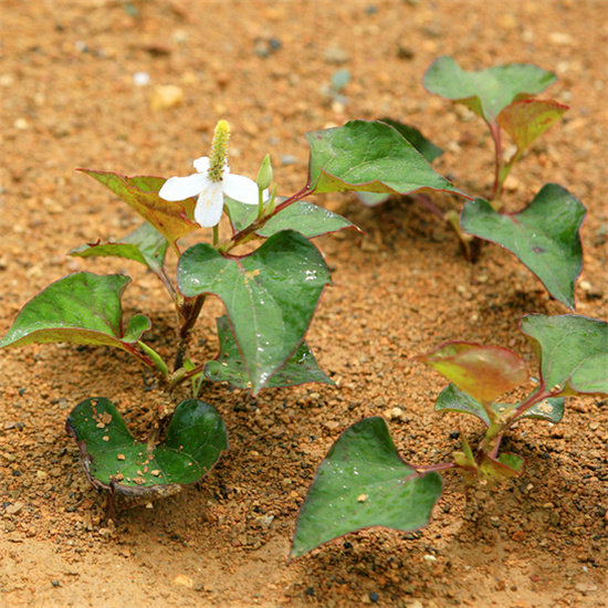 鱼腥草苗可食用天然绿色植物阳台四季植折耳根盆景绿植