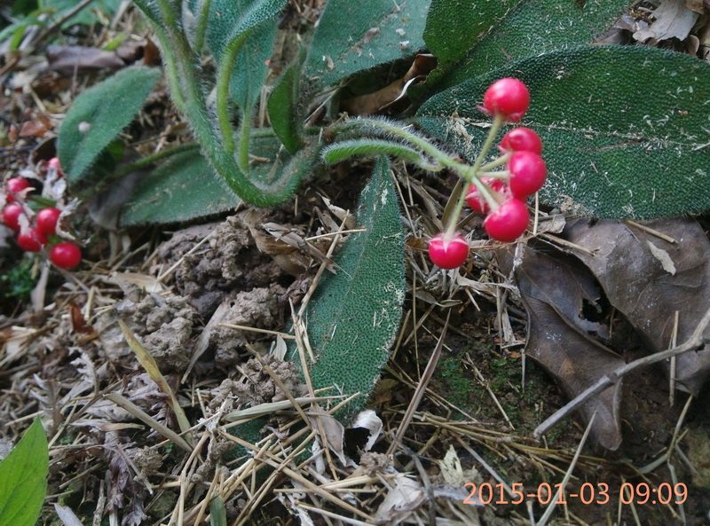 虎舌红荫生盆景植物微景观仙红农宝鼎红缸景雨林植物毛凉伞长寿命