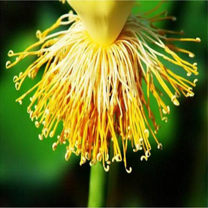 中药材 天然无硫新货 白莲须 莲子须粉 莲花心 莲须去胎毒 莲花蕊