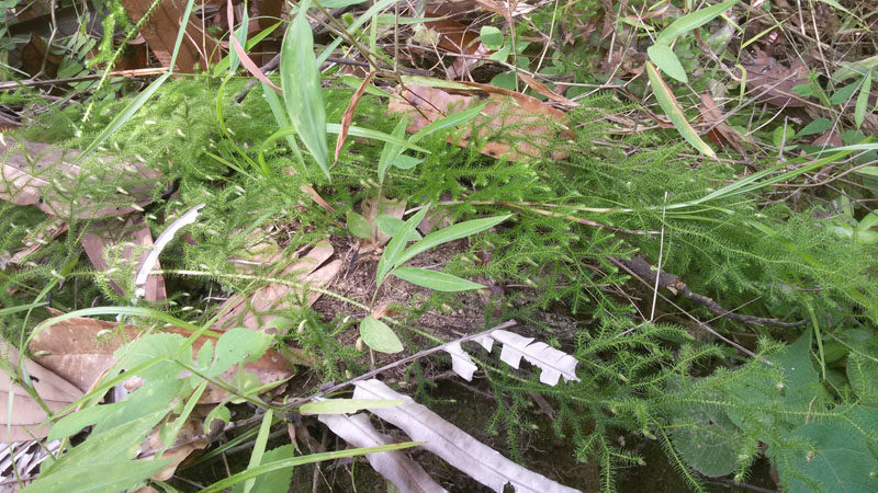 新鲜中药材野生伸筋草石松龙须草新鲜正宗野生现采现发500g