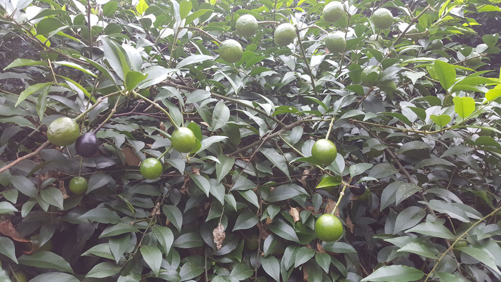 2019年野生药材屈头鸡 水三七,土三七,水鸡头 新鲜现采 500g
