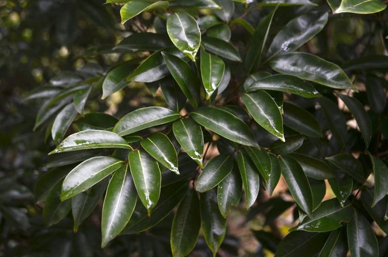 新鲜中药材野生荔枝叶 新鲜采摘 500g 需要新鲜荔枝根,联系本店